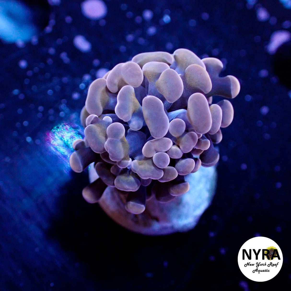 Oct Coral Drop WYSIWYG I FT2 Pink Hammer 30