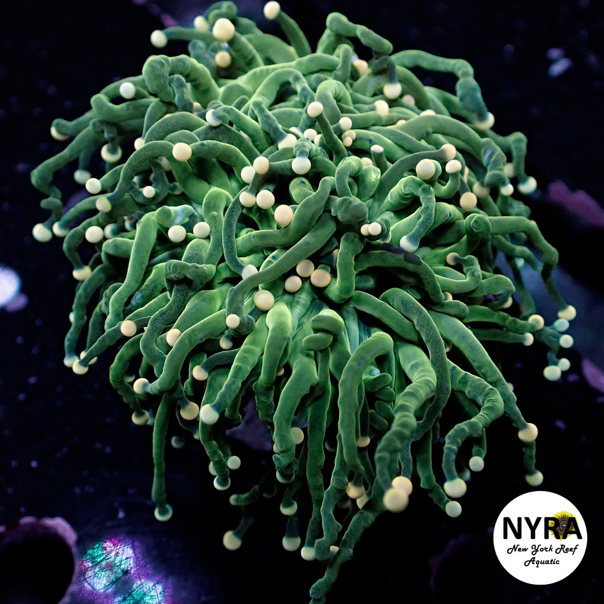 Oct Coral Drop WYSIWYG I FT2 Teal Tips Green Torch 2 Head 149