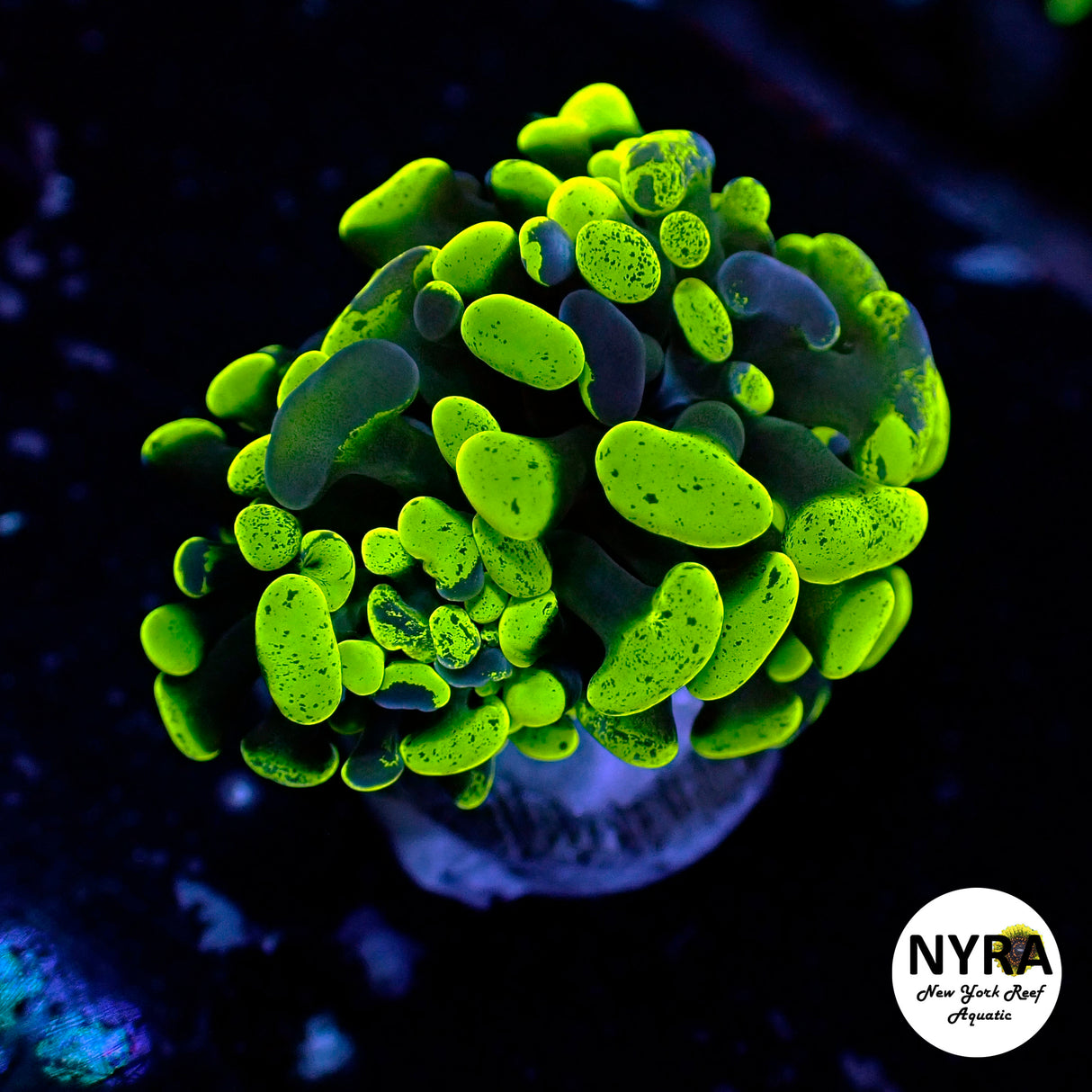 Oct Coral Drop WYSIWYG I FT2 Toxic Splatter Hammer 30