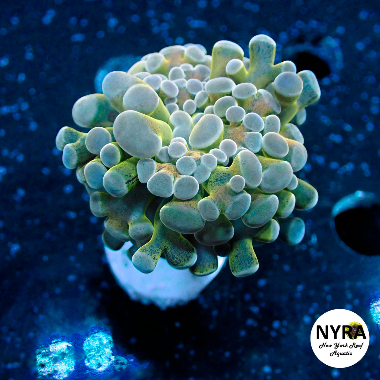 Oct Coral Drop WYSIWYG I FT2 Yellow Green Hammer 25