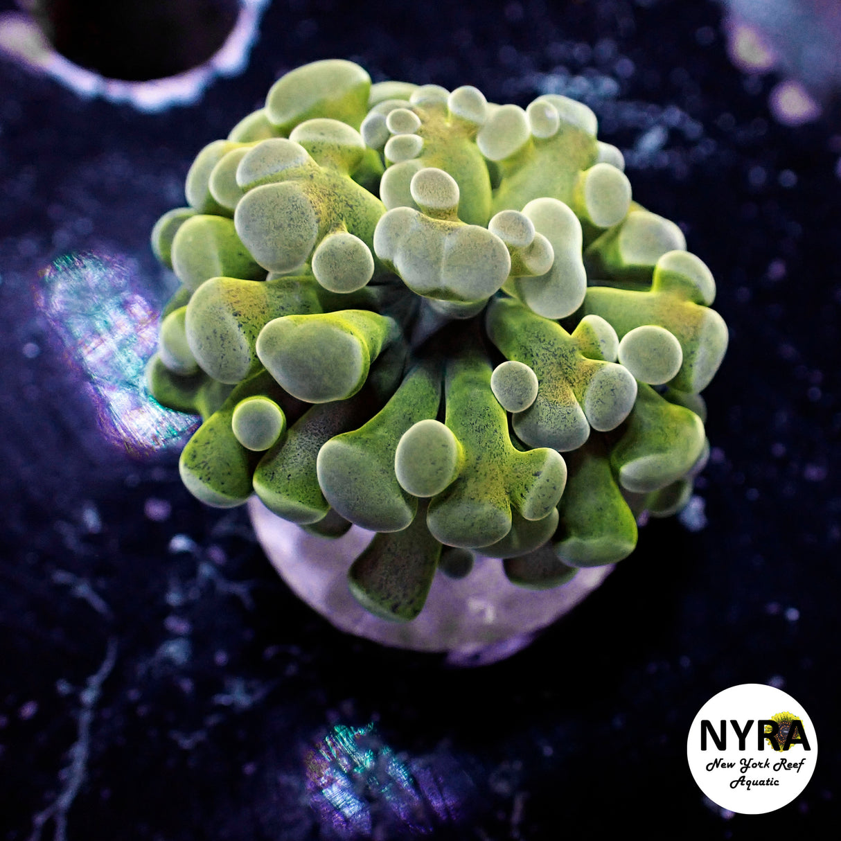 Oct Coral Drop WYSIWYG I FT2 Yellow Green Hammer 40