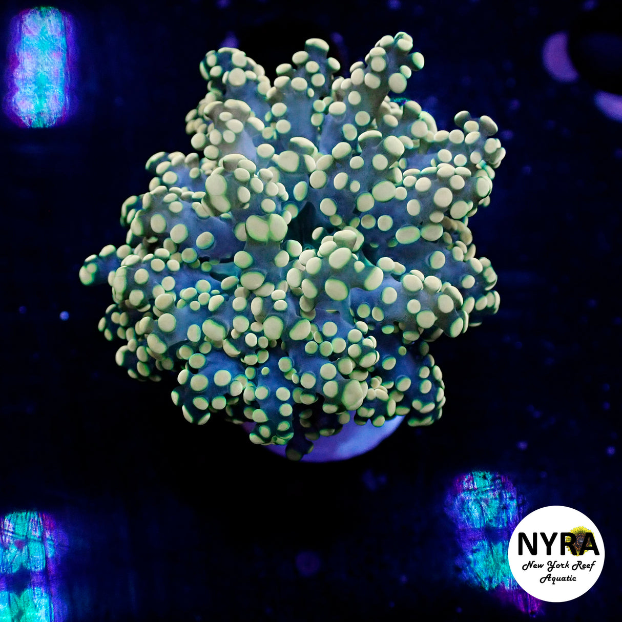 Oct Coral Drop WYSIWYG I FT2 Yellow Tip Frogspawn 35