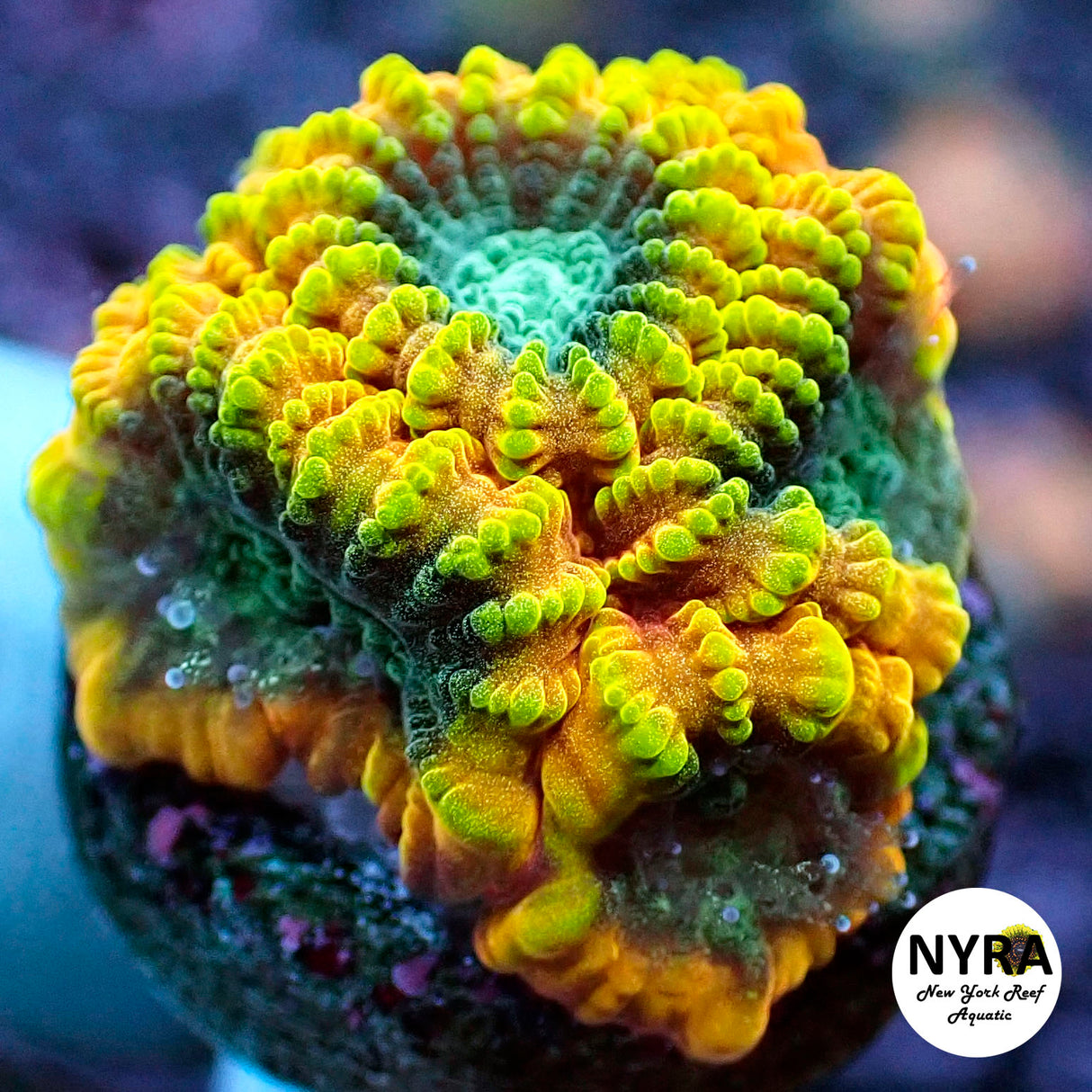 NYRA Favia of the Gods