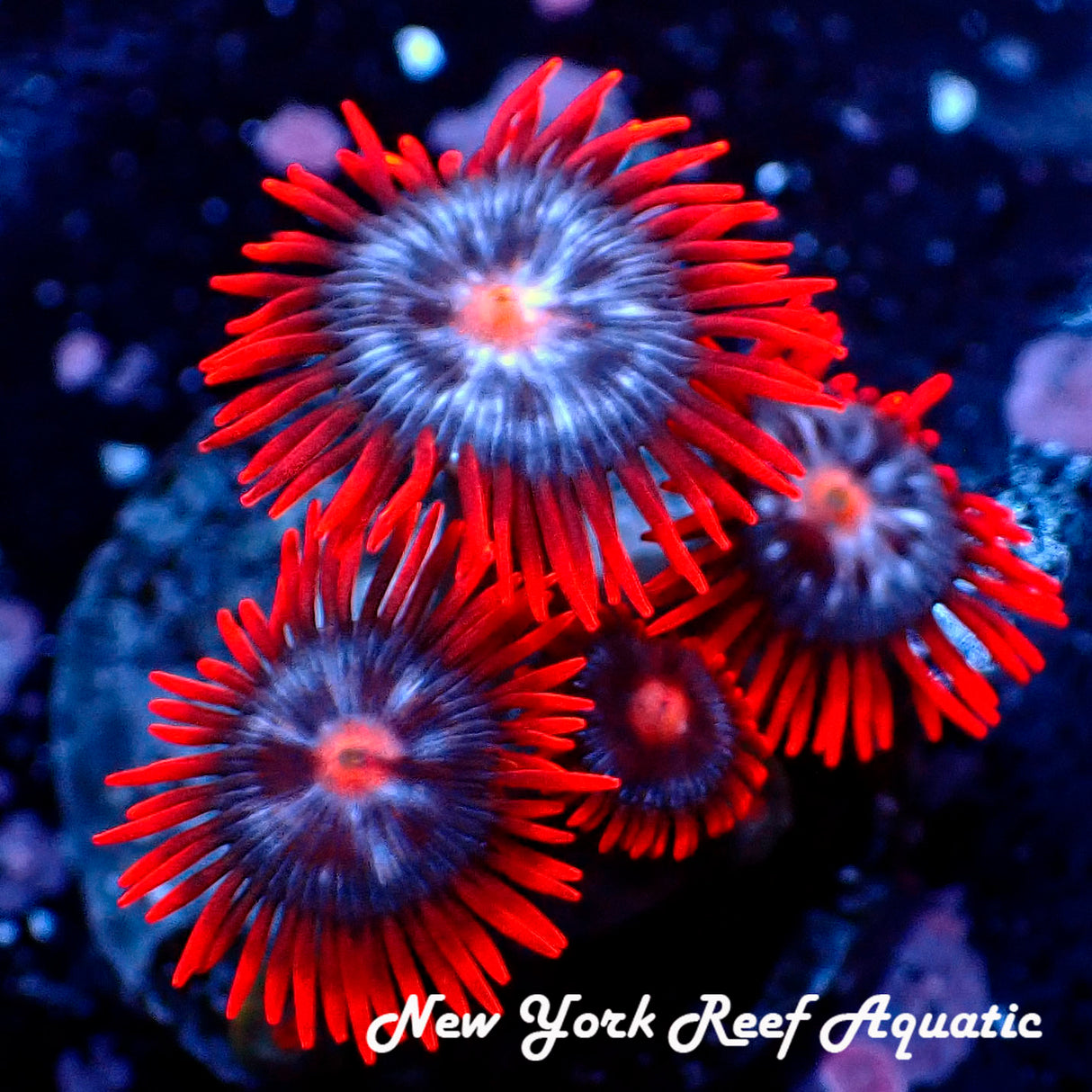 Fire and Ice Zoanthids