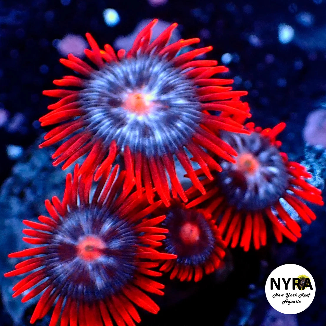 Fire and Ice Zoanthids