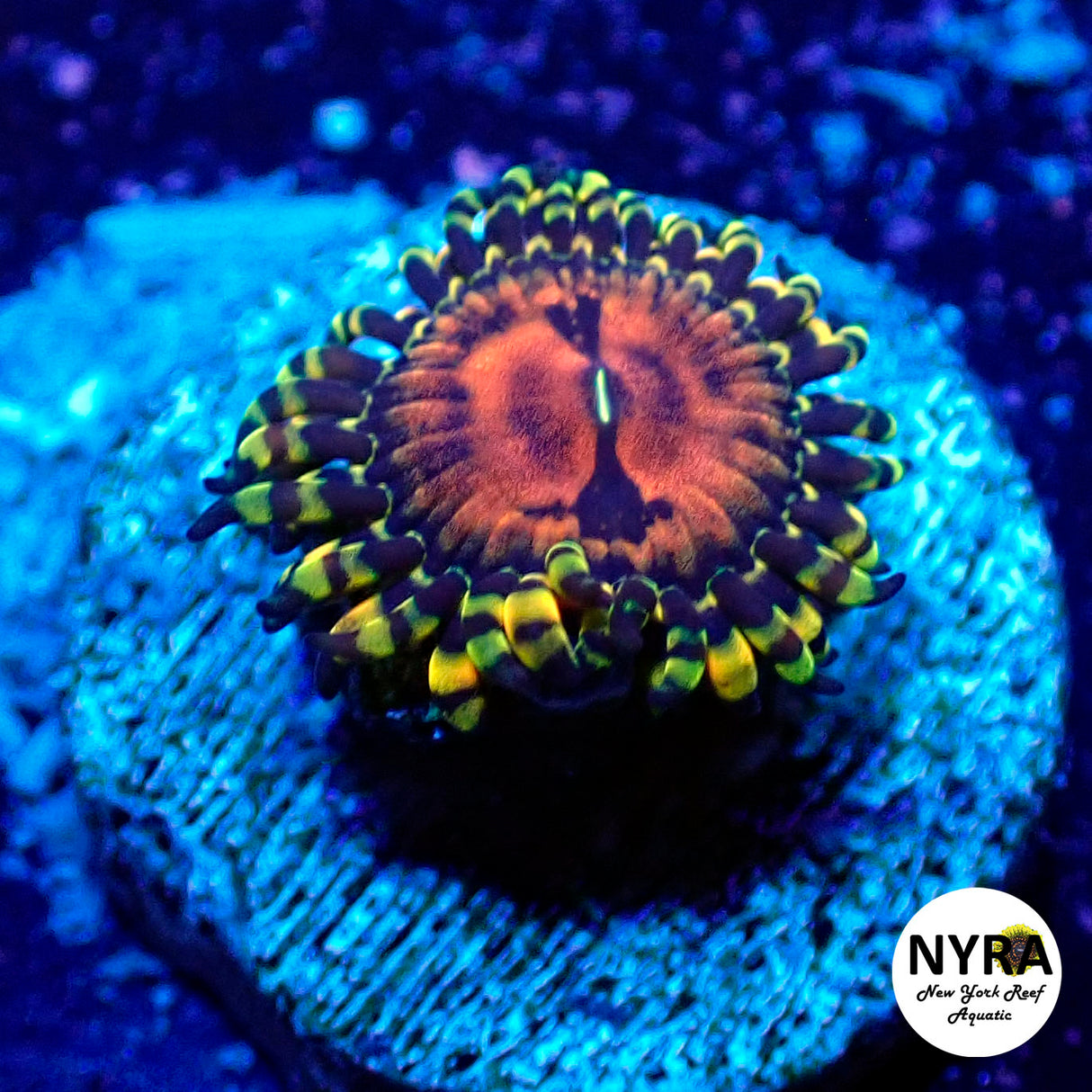 Flaming Brohican Zoanthids