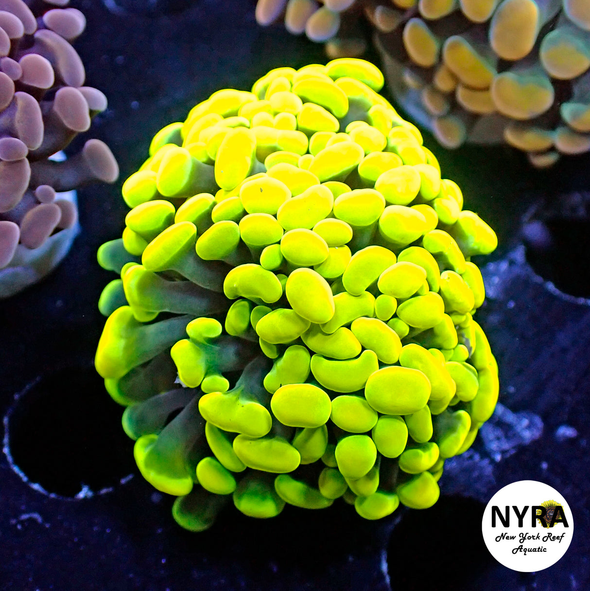 NYRA Drop Dead Hammer (Fluorescent Highlighter) Double Head Frag