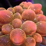 Snowflake Rose Bubble tip Anemone (SM Size)