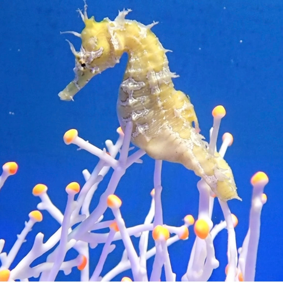 Yellow Lined Seahorse Paired Mates