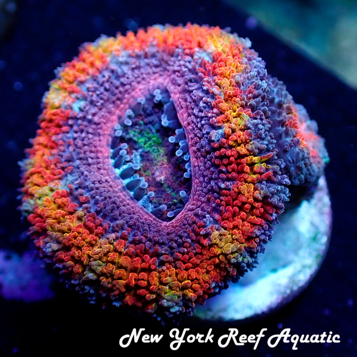WYSIWYG Funfetti Acan 2