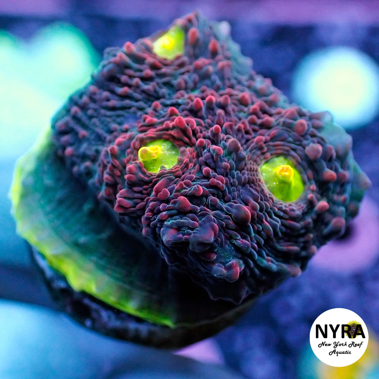 NYRA Watermelon Chalice