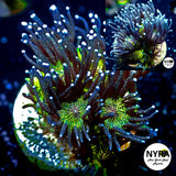 NYRA Glitter Bomb Goniopora