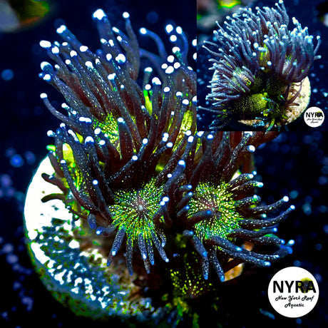 NYRA Glitter Bomb Goniopora