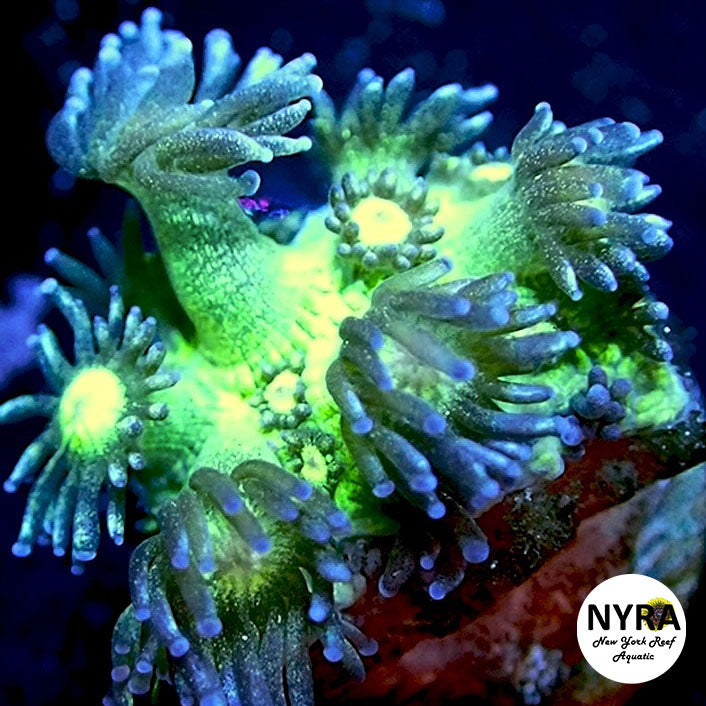 NYRA Glitter Lash Goniopora