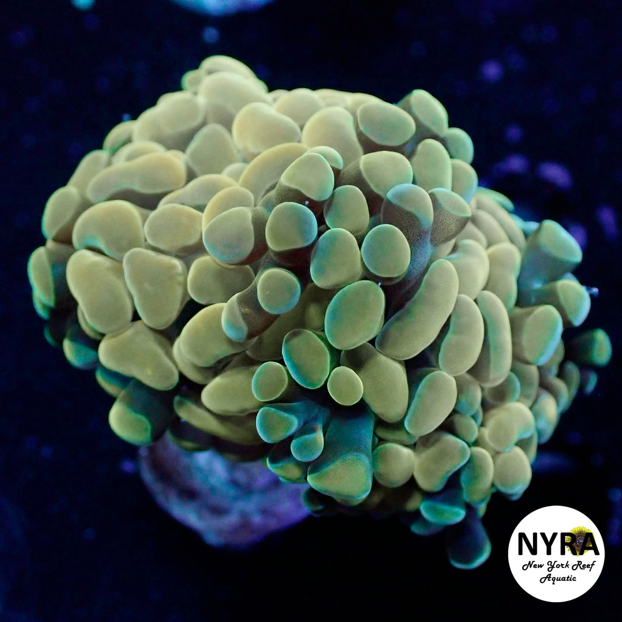 Bi Color Gold Green Hammer