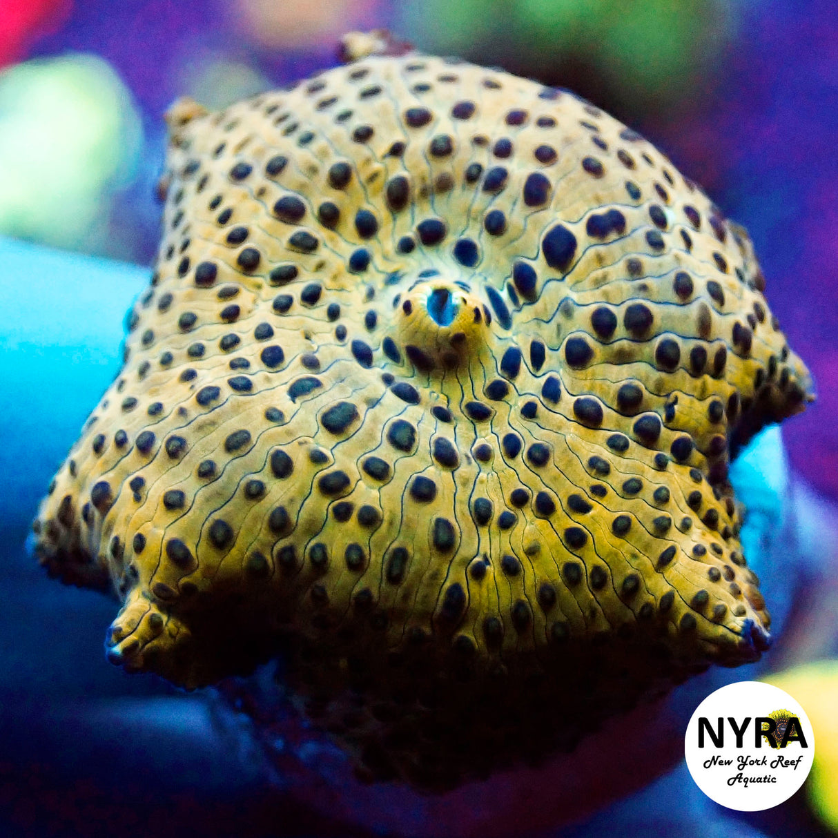 NYRA Golden Marble Mushroom