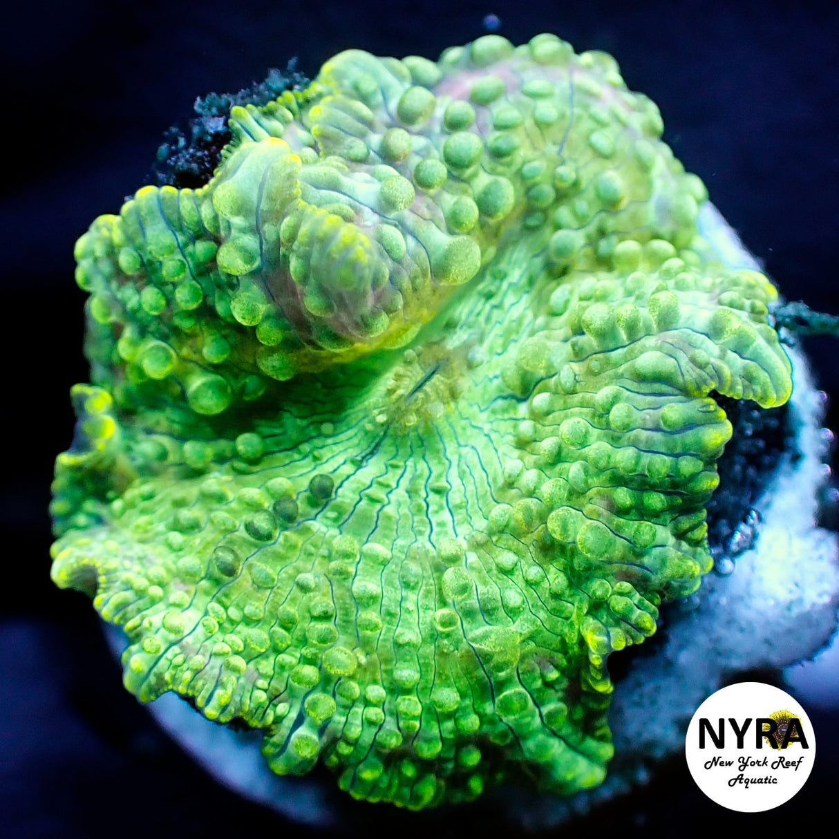 NYRA Firefly Mushroom
