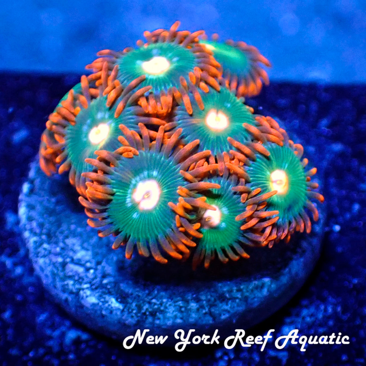 Gatorade Zoanthids