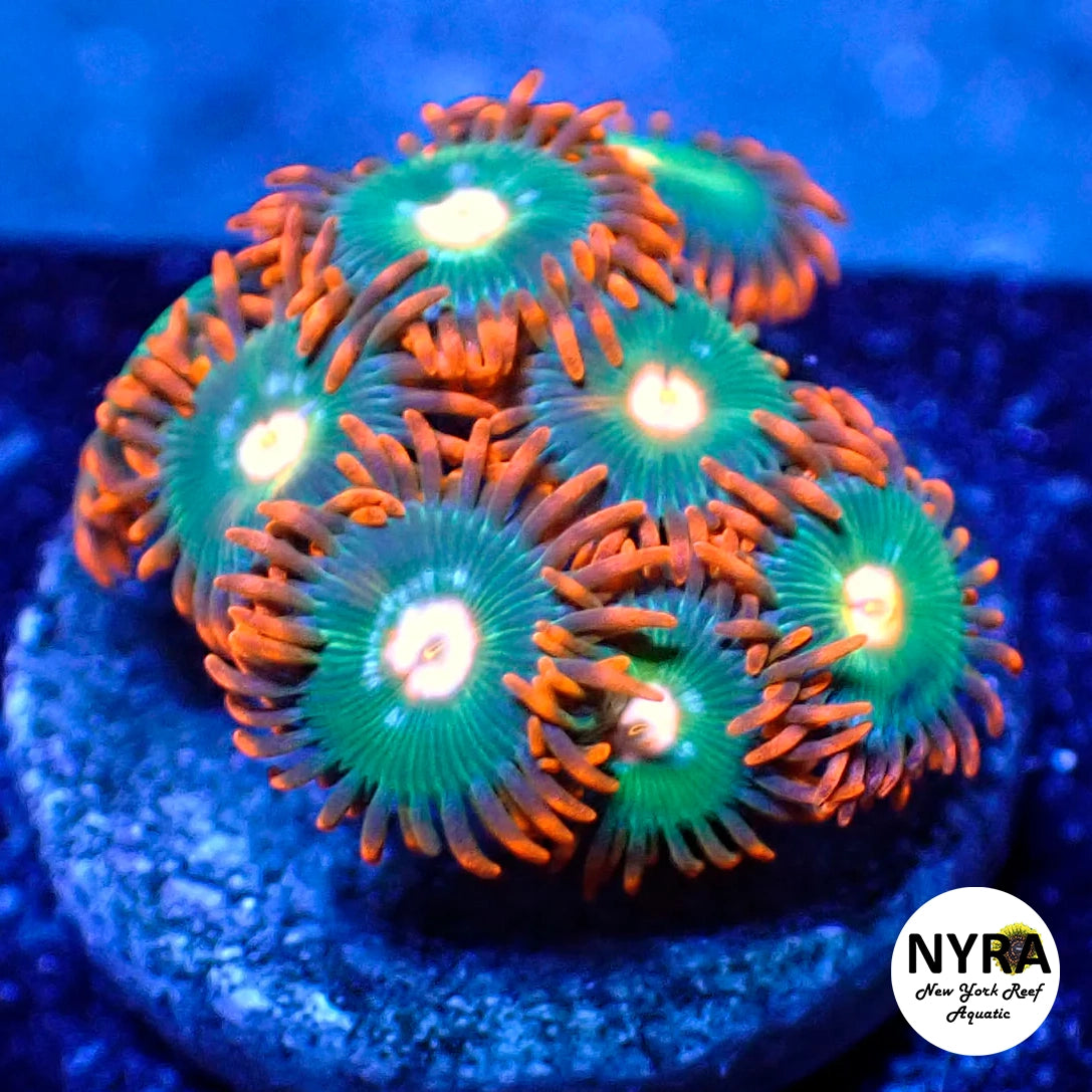 Gatorade Zoanthids