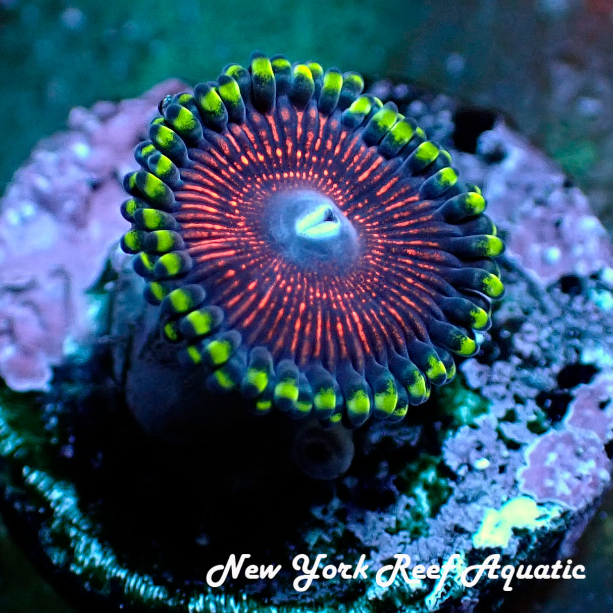 God Of War Zoanthid