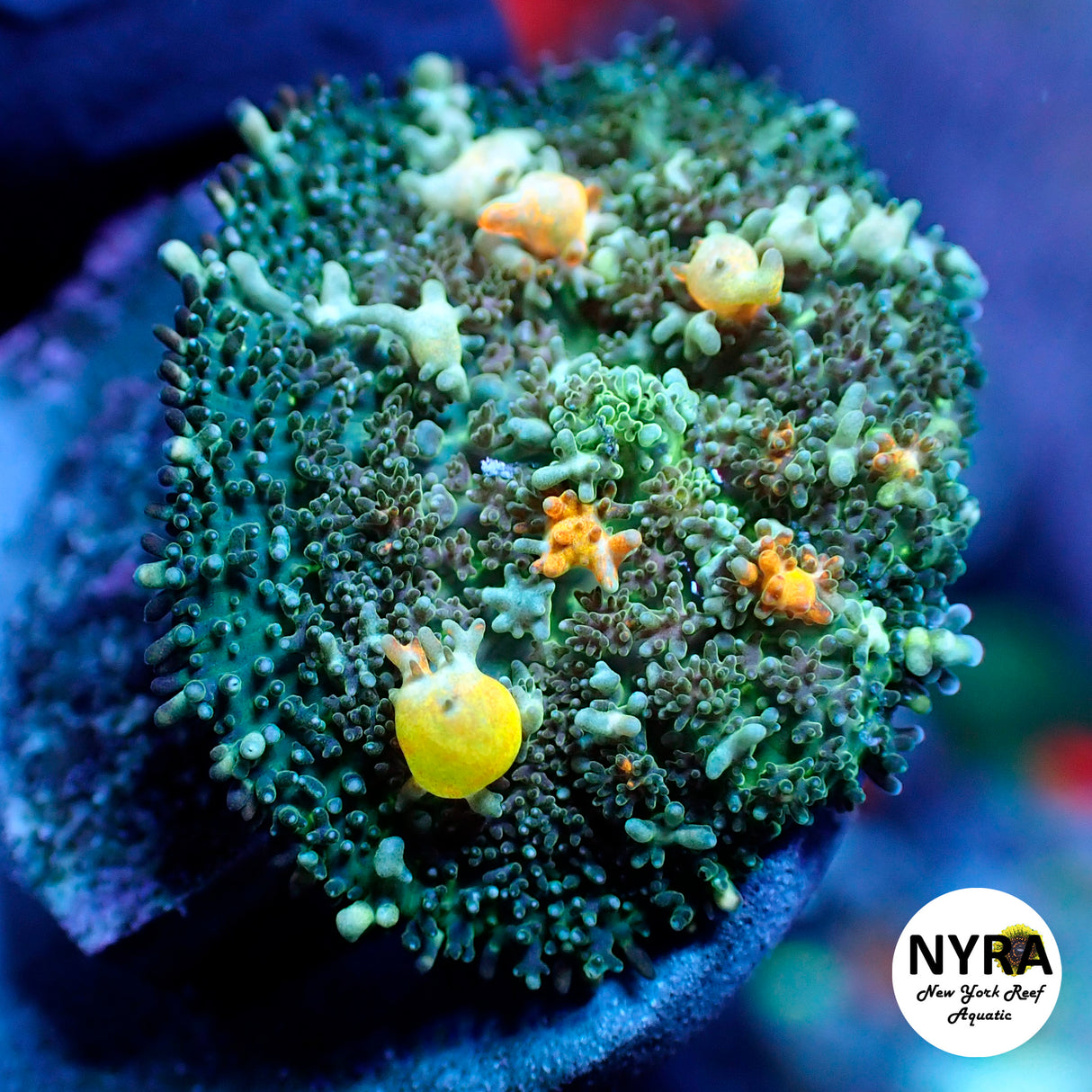 NYRA Godspawn Bounce Mushroom