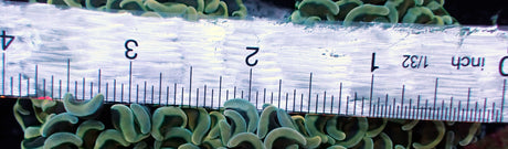 WYSIWYG Gold Blue Wall Hammer