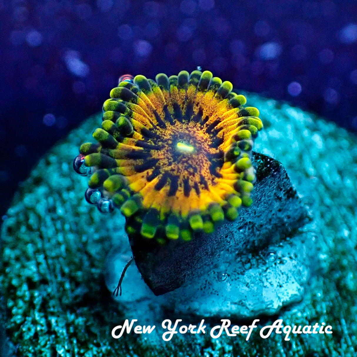 Gold Maul Zoanthid