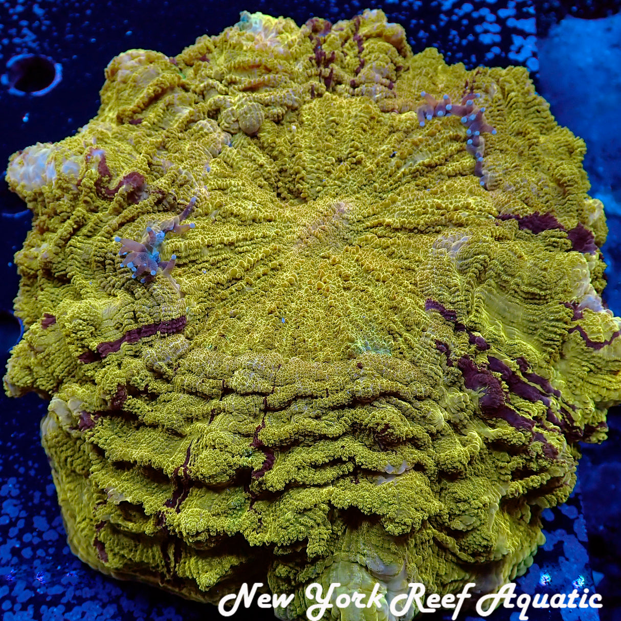 WYSIWYG Gold Meat Coral