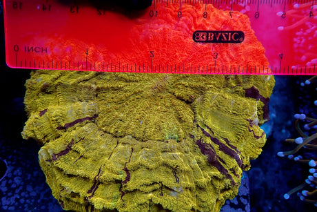 WYSIWYG Gold Meat Coral