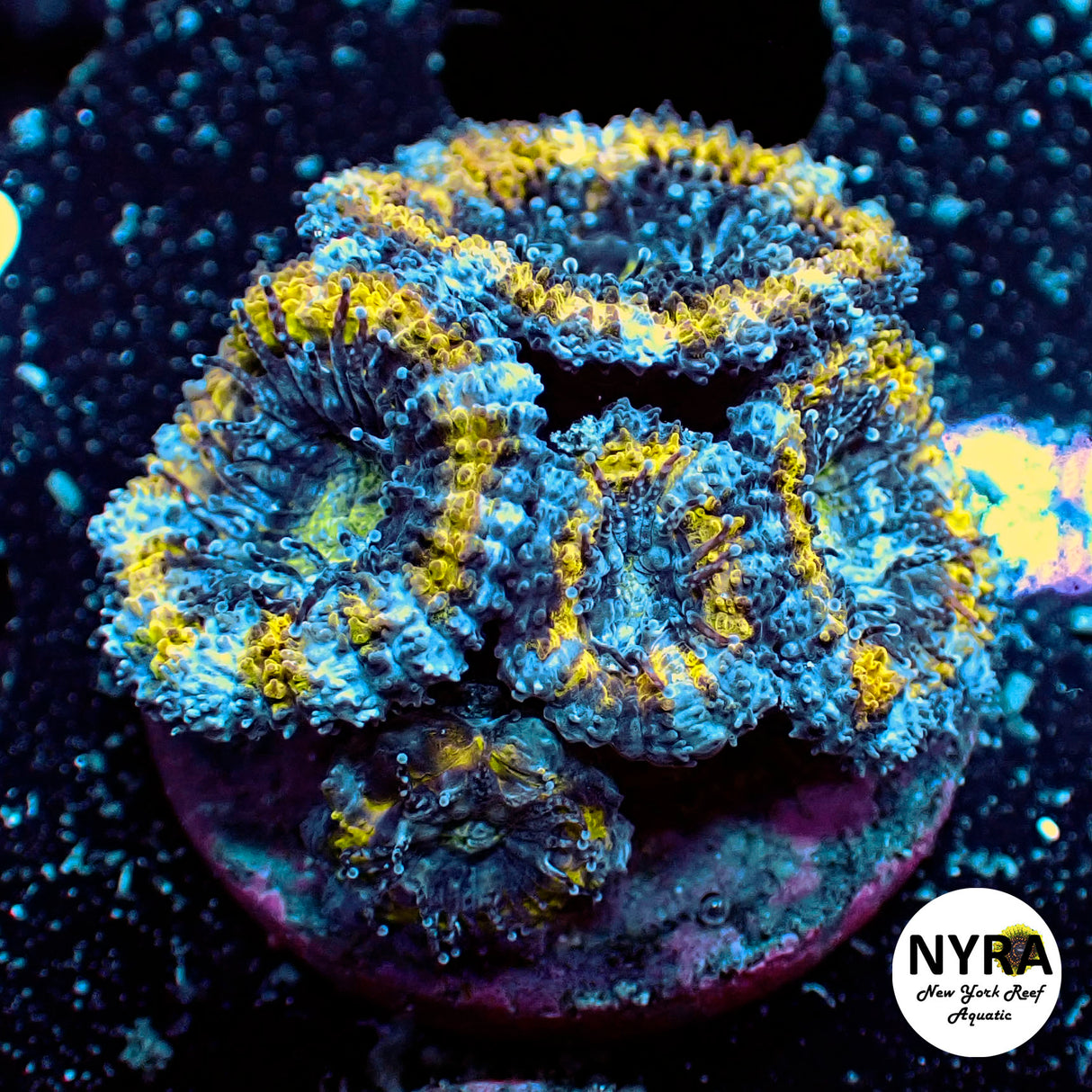 WYSIWYG NYRA Gold Rush Acan 4+Heads