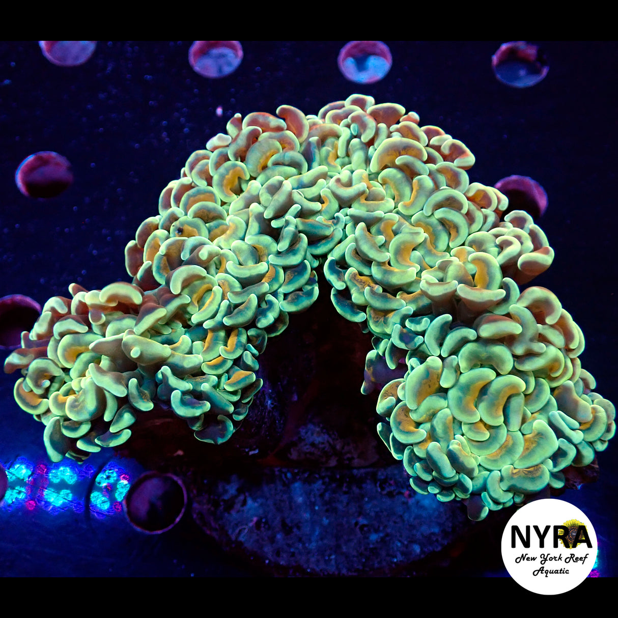 WYSIWYG Gold Two Toned Wall Hammer