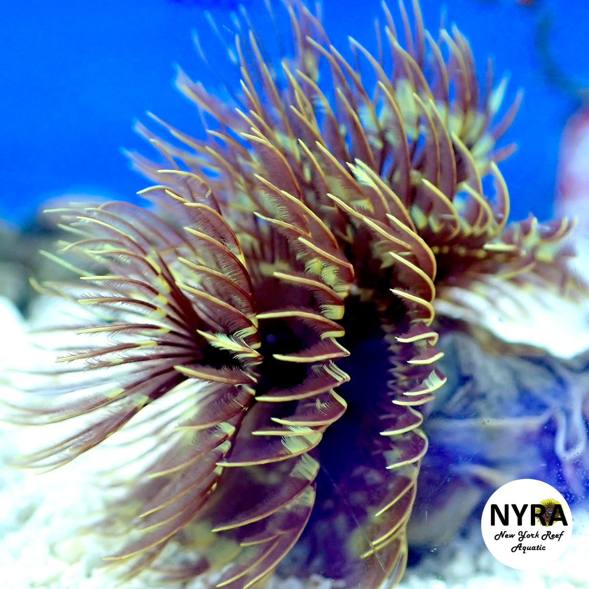Golden Red Feather Duster 2in wide