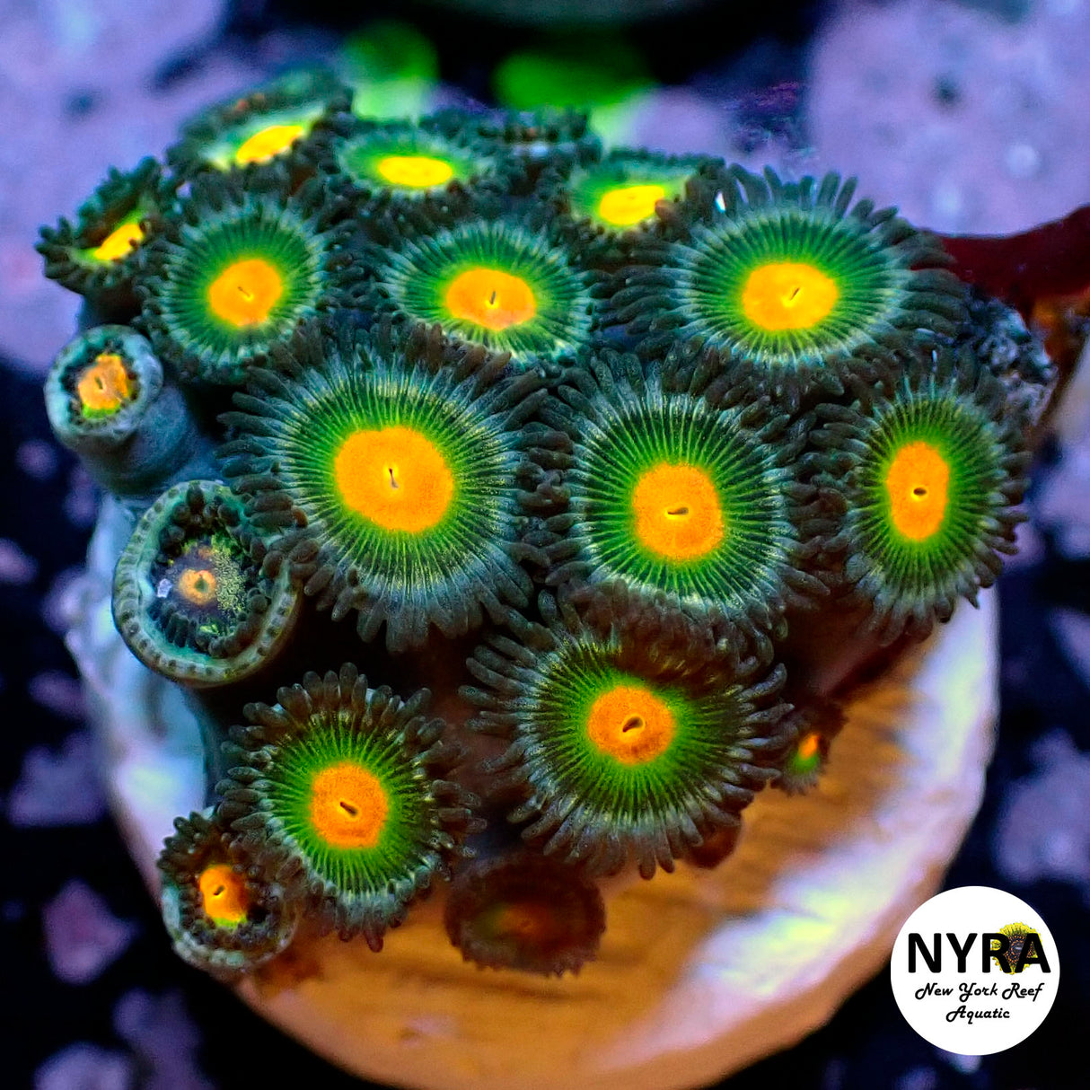 Gorilla Nips Zoanthid
