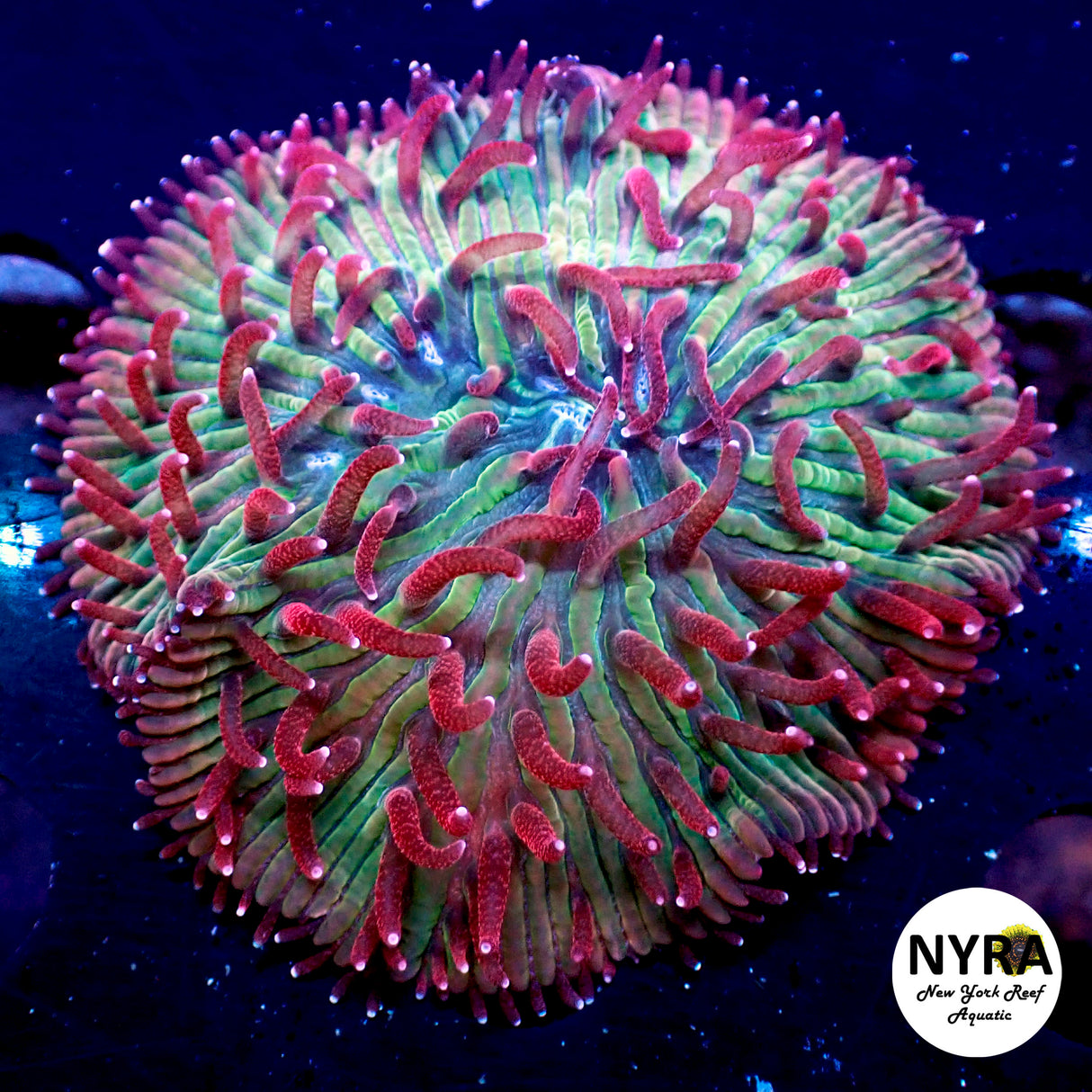 NYRA Grade A Bahama Skies Funghia Plate