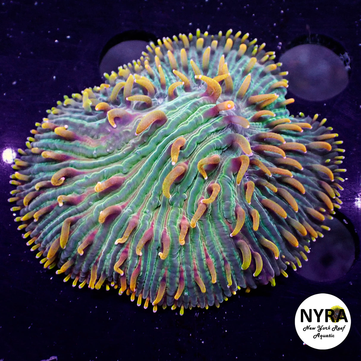 NYRA Grade A Orange Fuzz Funghia Plate