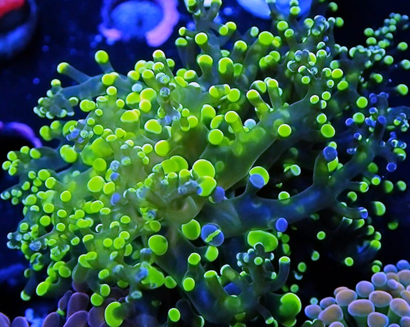 Grafted Frogspawn Blue Green Variaton 2 Head