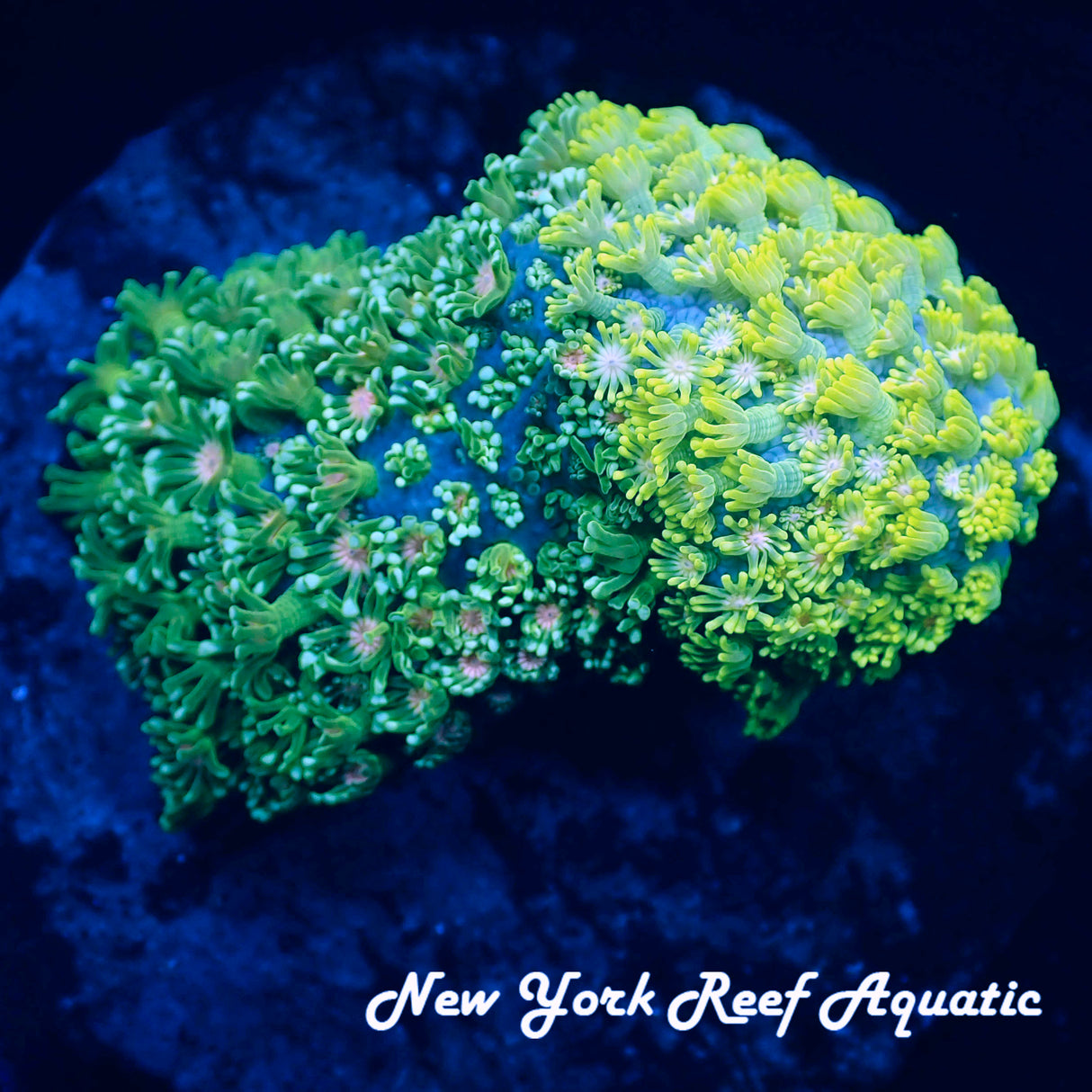 WYSIWYG Grafted 2 Tone Goniopora Neon Green Goniopora