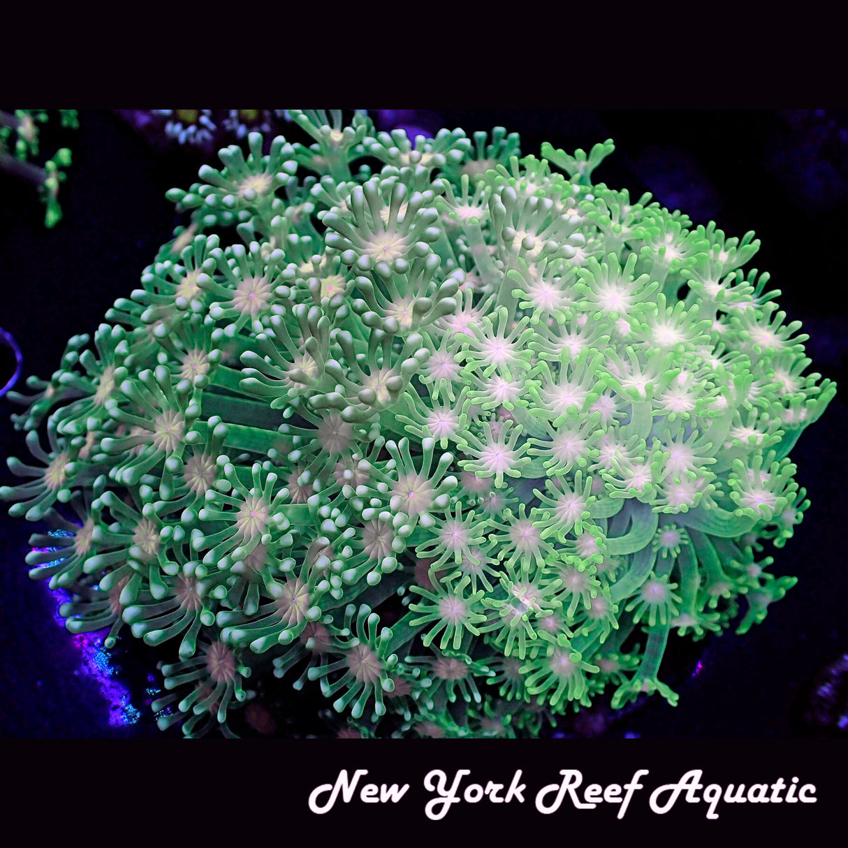 WYSIWYG Grafted 2 Tone Goniopora Neon Green Goniopora