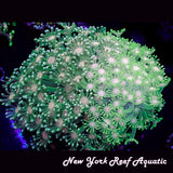 WYSIWYG Grafted 2 Tone Goniopora Neon Green Goniopora