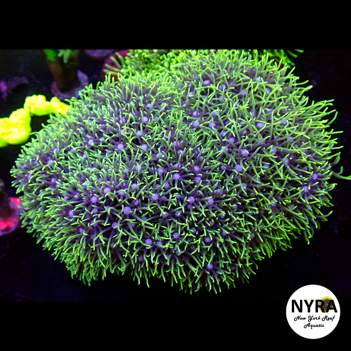 WYSIWYG Green Blue Hue Star Polyp