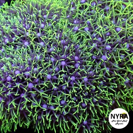 Green Star Polyp Blue Base Hue (Light Green)