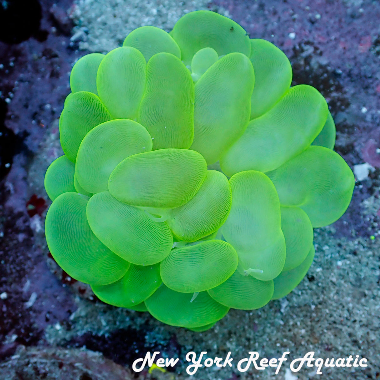 WYSIWYG Green Bubble Coral