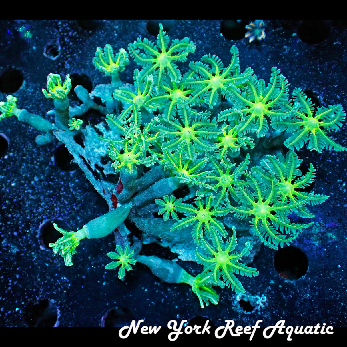 WYSIWYG Green Clove Polyp Colony