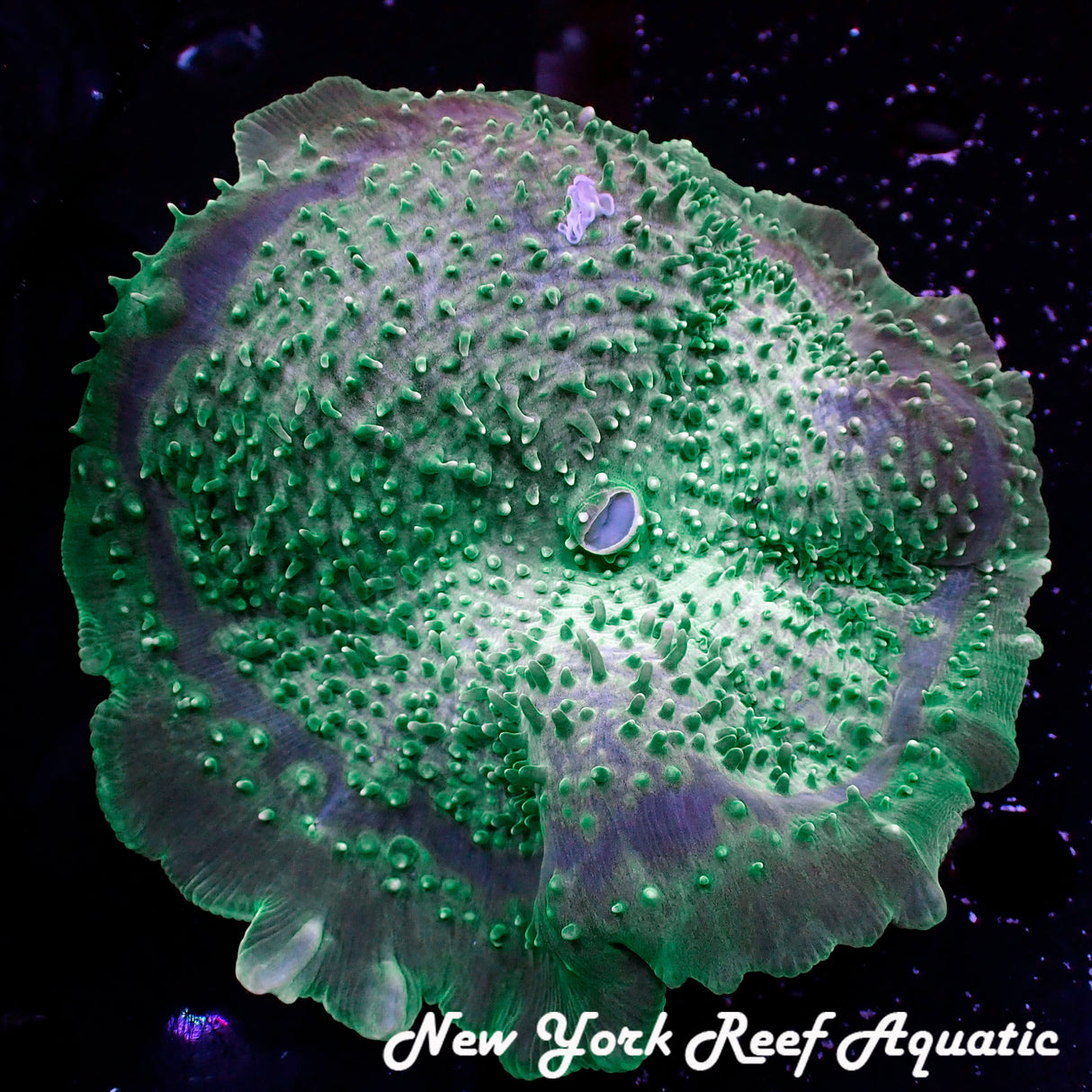 WYSIWYG Green Elephant Ear Cup Mushroom