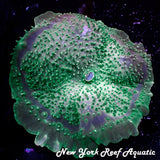WYSIWYG Green Elephant Ear Cup Mushroom