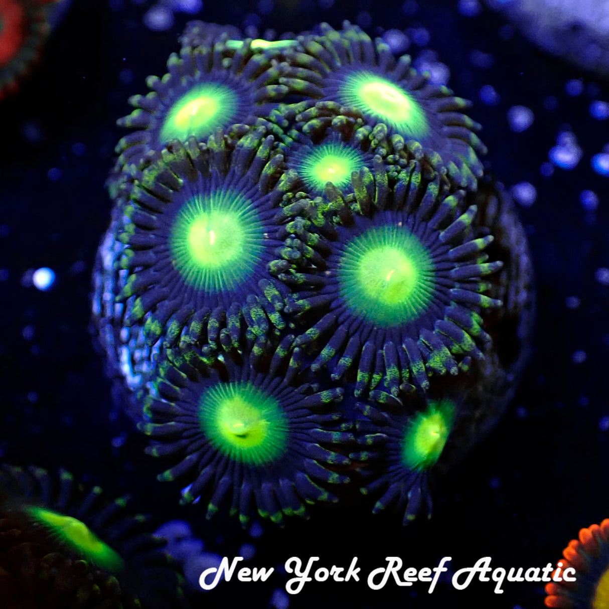 Green Goblin Zoanthid