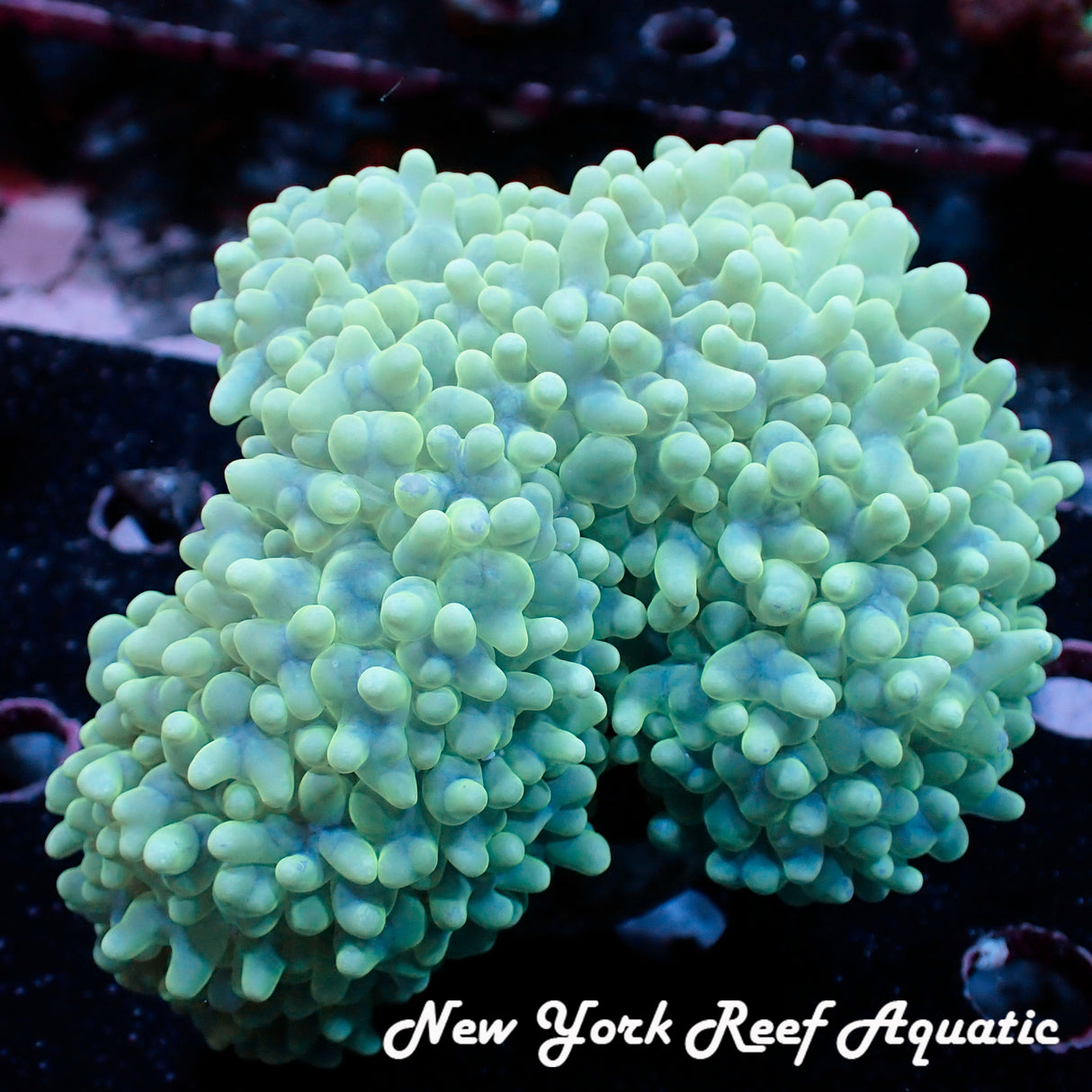 WYSIWYG Light Green Micro Bubble Colony