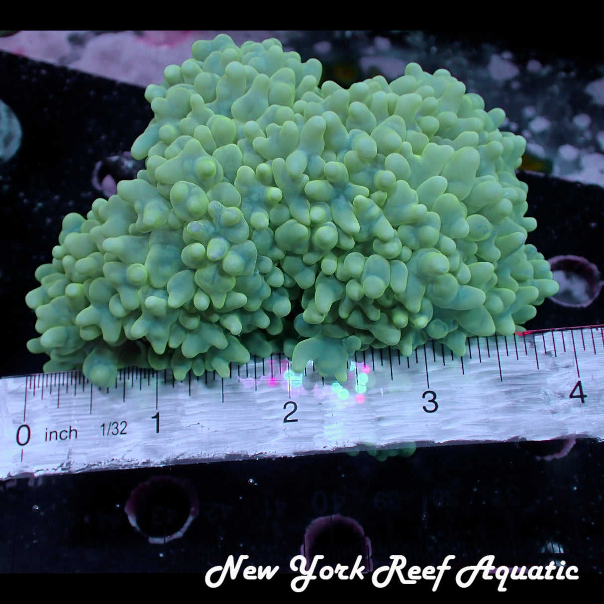 WYSIWYG Light Green Micro Bubble Colony