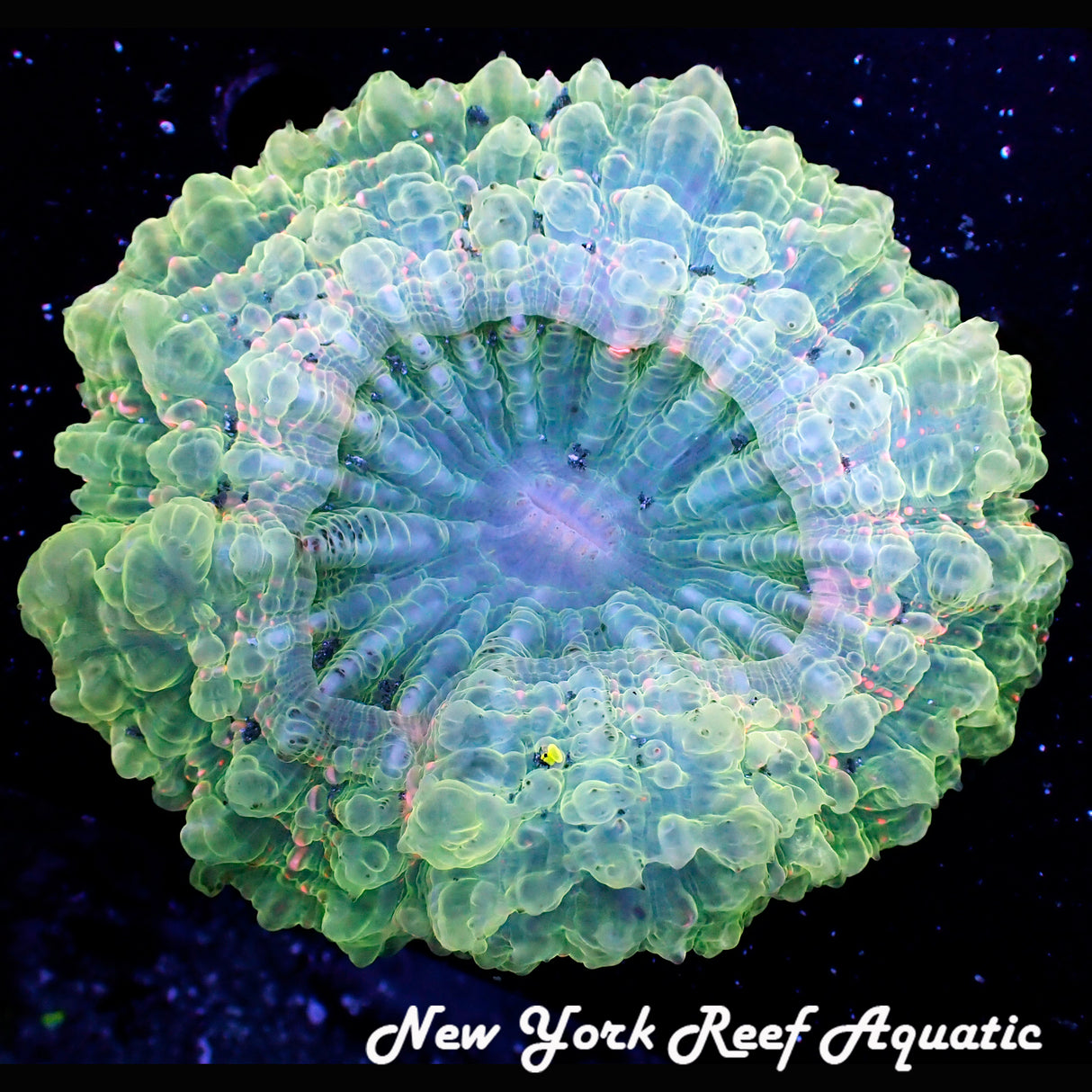 WYSIWYG Green Pink Meat Coral