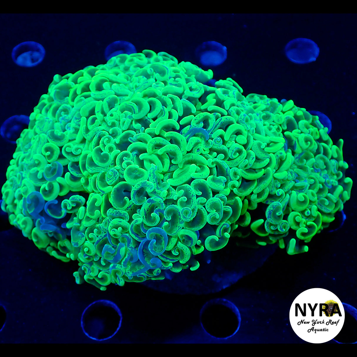 WYSIWYG Green Splatter Wall Hammer